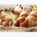 Feed efficiency research in poultry has implications for human health