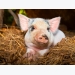 Pig growth, gut health may see boost from protease supplements