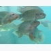 Using pre-gelatinized starch in aqua diets may boost tilapia growth, performance