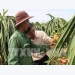 Bình Thuận expands area under VietGAP-quality dragon fruit