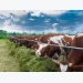 Nutrition 2.0 could bring dietary changes for dairy cows