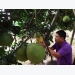 Good management in planning and producing, improving the quality of grapefruit products