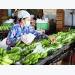 Vietnam spends 1.57 billion USD on fruit, vegetables in 11 months