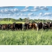 New method developed for monitoring pasture nutrients