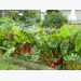 Planting swiss chard