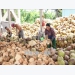 Delta provinces help farmers improve coconut value