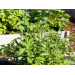 Organic Gardening Tips For Raised Beds