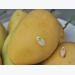 Experts: Vietnam can boost mango exports to Japan