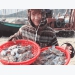 Xuân Yên fishfarmers “earn” millions dong from swimming crab