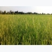 Phương pháp phòng trừ lúa cỏ hiệu quả cao