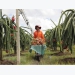 Binh Thuan: Over 30 percent of dragonfruit land under VietGap
