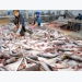 US becomes Vietnam’s largest tra fish importer