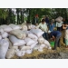 Vietnam wins deal to supply 123,000 tons of rice to Philippines
