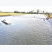 Tra fish farming in Long An suffers under poor management
