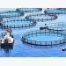 Can salmon farming cope with climate change?