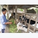Goat breeding brings high incomes to farmers in Bến Tre