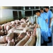 Nearly 6 million pigs destroyed due to African swine fever