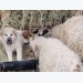 Study explores optimal training for livestock guardian dogs