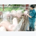 Pig-breeding households unable to rebuild pig herd without biosecurity