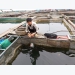 Làm giàu từ nuôi cá lồng trên hồ Na Hang tại Tuyên Quang