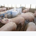 Are growing pigs the missing piece in PRRS control?