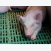 Is U.S. pork industry ready for African swine fever?