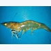 White Feces Syndrome in shrimp: Predictor of EHP?