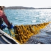 High hopes for low trophic species: seaweed aquaculture in the USA