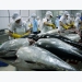 Tuna exports to Italy soar