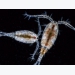 Copepod - Thức ăn tươi sống lý tưởng cho ấu trùng cá mú
