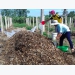 Utilizing old dragon fruit branches to compost bio-organic fertilizer