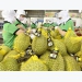 Farm produce exports to Australia grow despite COVID-19