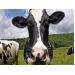 Hạn chế tình trạng nhiễm vi sinh sữa ở bò sữa