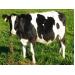 Làm thế nào để nâng cao năng suất sinh sản của bò sữa