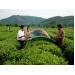 Tuyên Quang đẩy mạnh tín dụng cho nông nghiệp