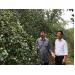 Vua làm vườn Thái Nguyên thu tiền tỷ từ táo