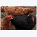 Practical tips to keep poultry free of avian flu