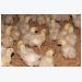Responsible use in poultry rather than antibiotic-free