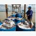 10% increase in pangasius export value this year