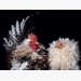 How to Raise Chickens for Farm-Fresh Eggs