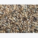 New naked barley offers feed, food potential
