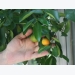 How to Grow Citrus Indoors