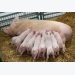 Nutritional research focus of new Kent swine facility