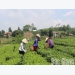 VietGAP and VietGAP oriented tea output reaches over 2,100 tonnes in Yen The district