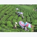 Tea sector urged to improve product quality amid growing supply source