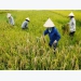 Vietnam eyes top 15 agriculture spot in 10 years