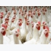 Vitamin compound may encourage growth in chickens