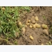 Một số lưu ý khi trồng khoai tây vụ đông