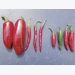 Chillies, how to make the right choices