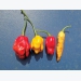 Understanding chilli pungency